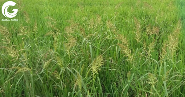 Các loại cỏ dại thường gặp trên ruộng lúa