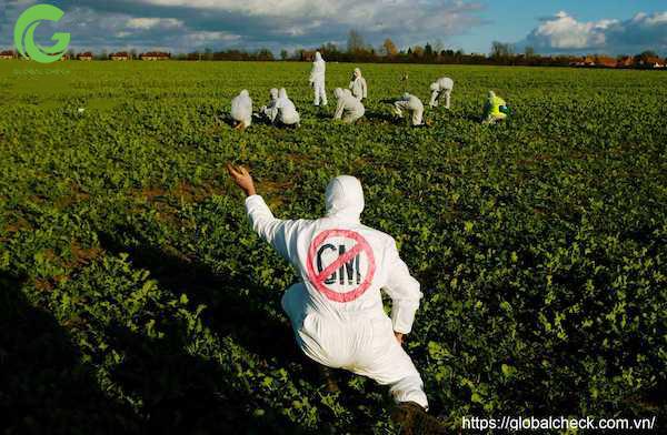 GMO làm xuất hiện các loại “siêu cỏ” gây ảnh hưởng tiêu cực đến quá trình trồng trọt