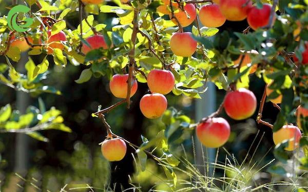 Ứng dụng pheromone để diệt trừ côn trùng gây hại cho cây ăn quả