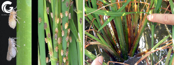Con rầy nâu gây hại cho cây lúa như thế nào?