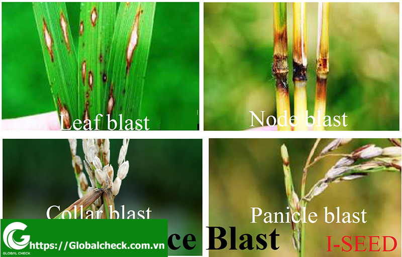 Nấm gây bệnh đạo ôn có thể tấn công ở những bộ phận nào khác của cây lúa ngoài lá?
